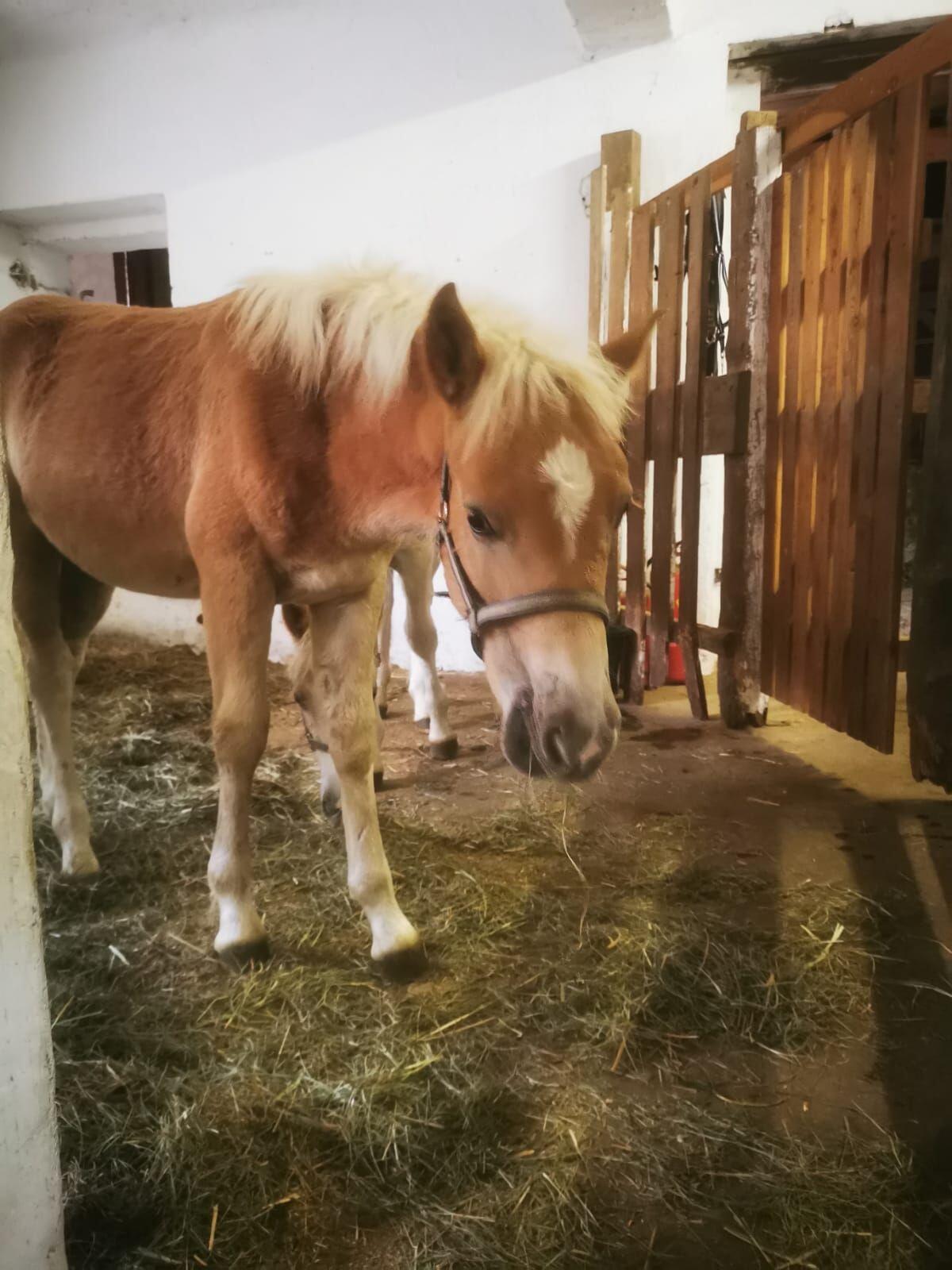 Haflingerhengstfohlen zu verkaufen 2