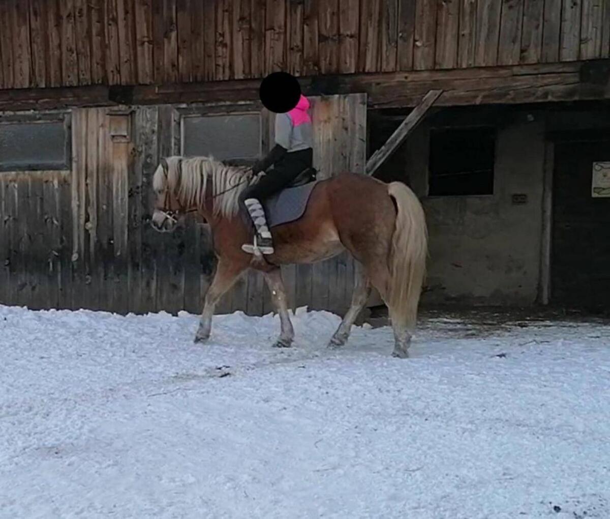 Haflinger Wallach 2