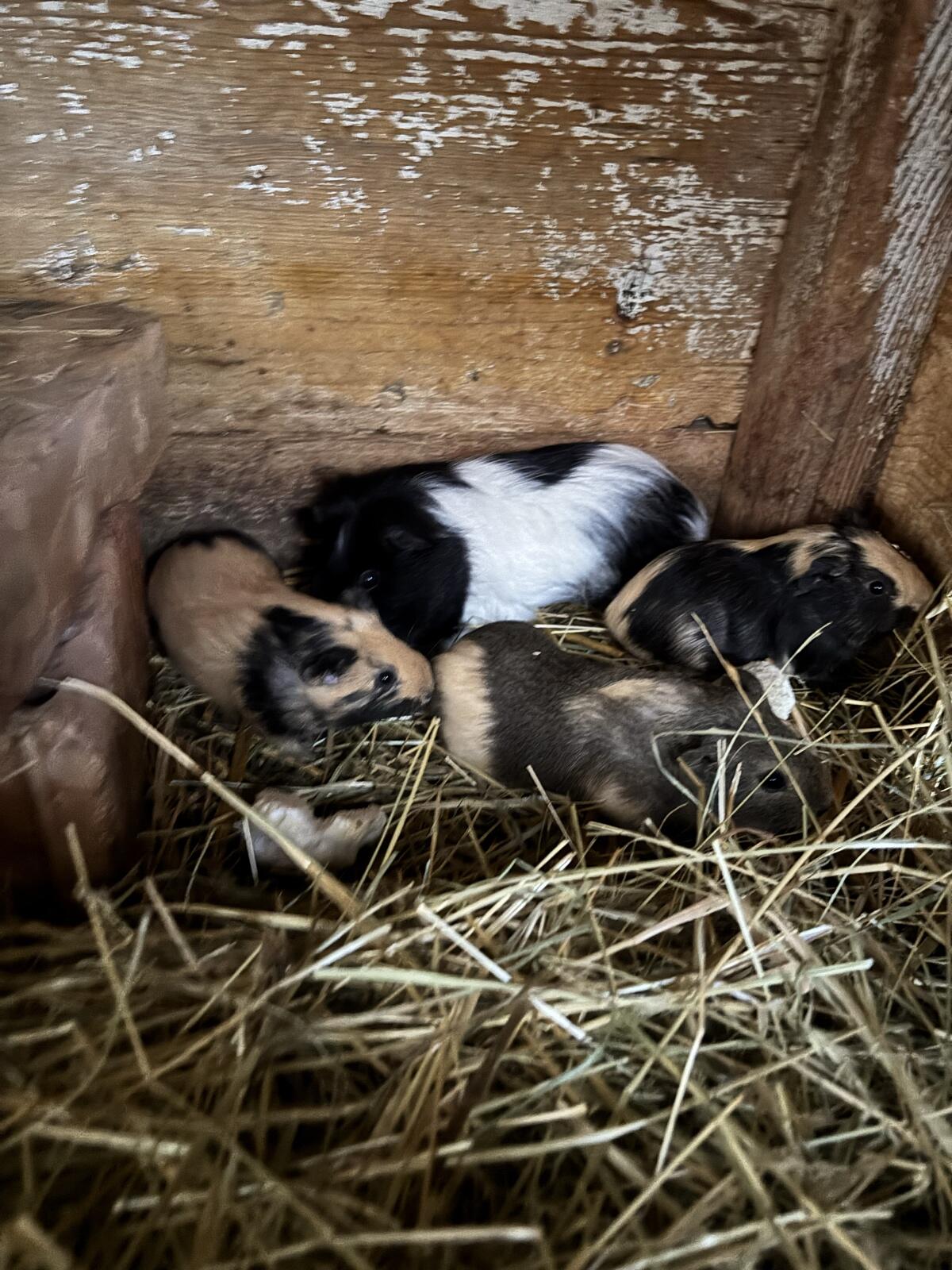 Meerschweinchen 3