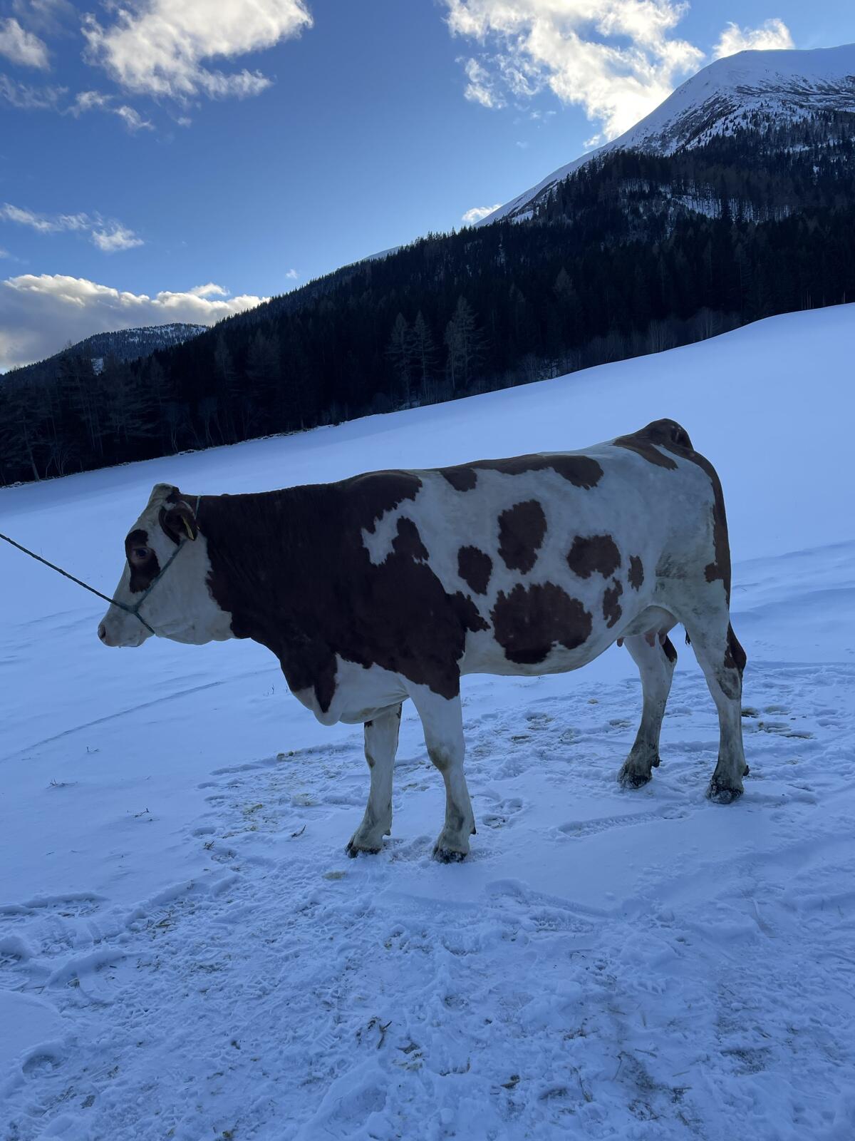 Bio Fleckvieh Erstlingskuh 3