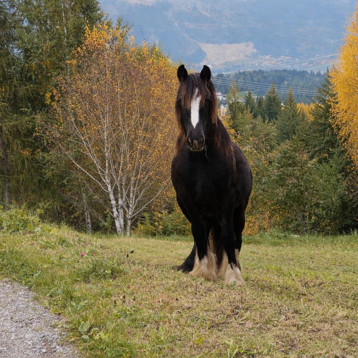 Schwarze Tinkerdane sucht Bestplatz 2