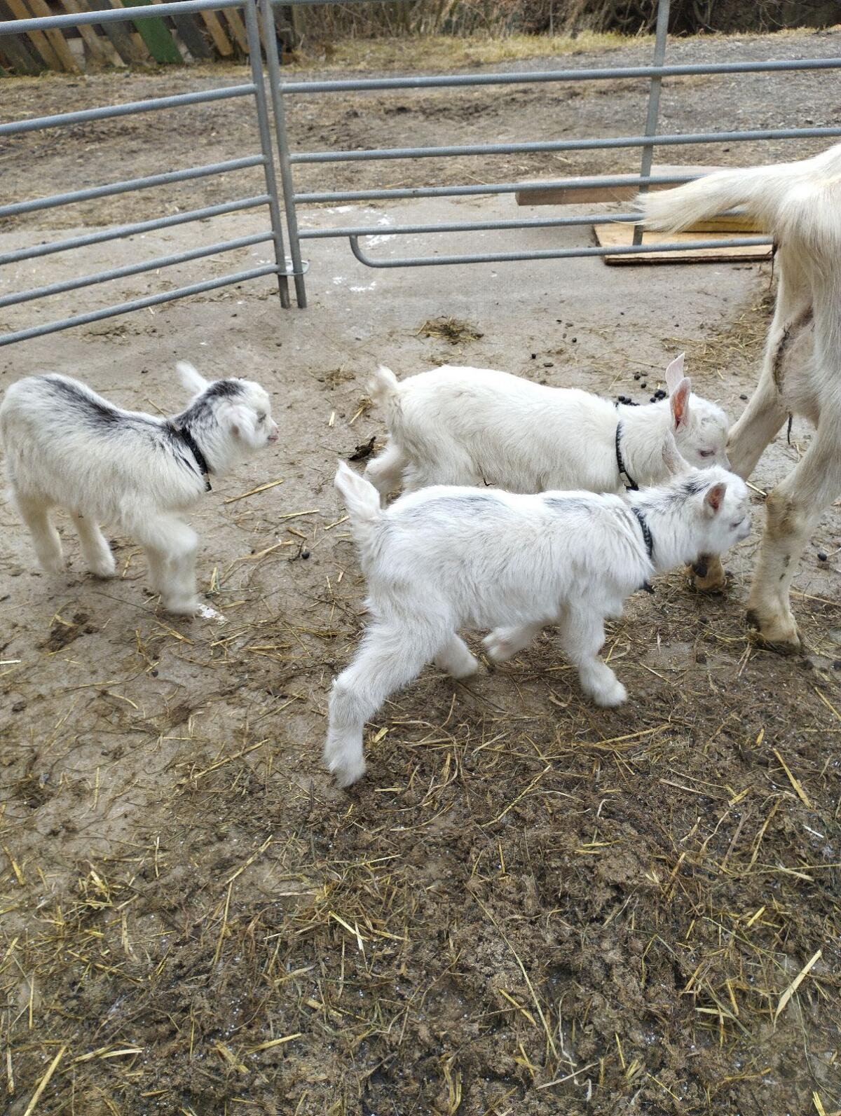 Mastkitze, Flaschenkitze 2