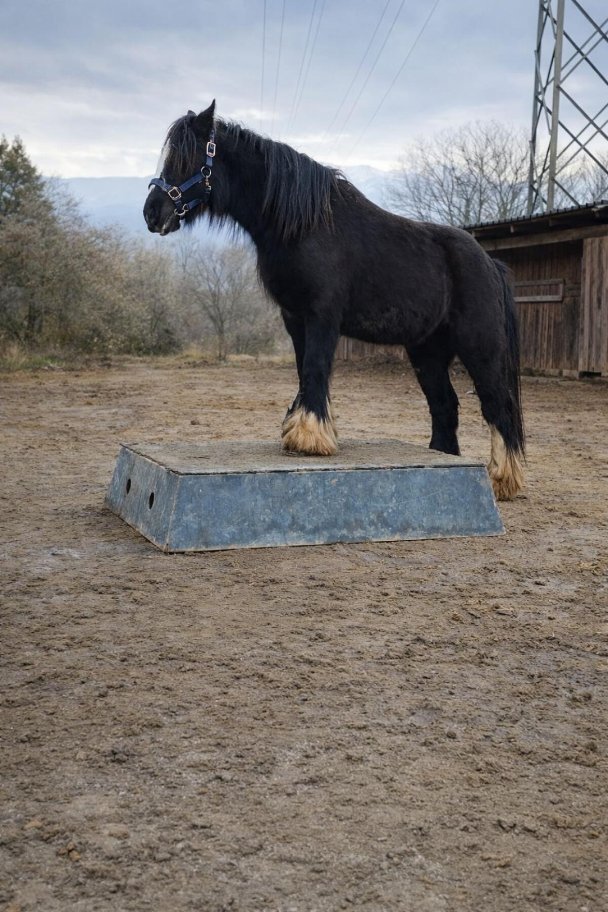 Schwarze Tinkerdane sucht Bestplatz 3