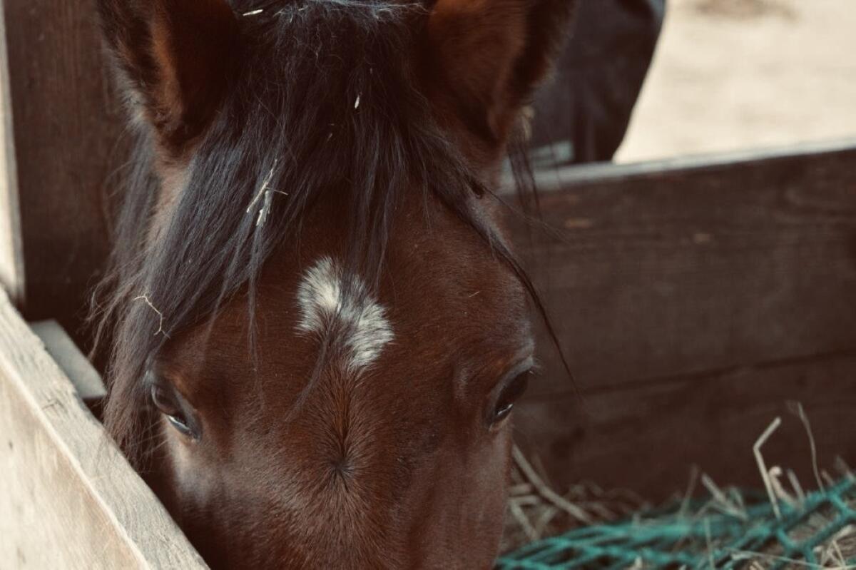 2 Jungpferde/Ponys 3