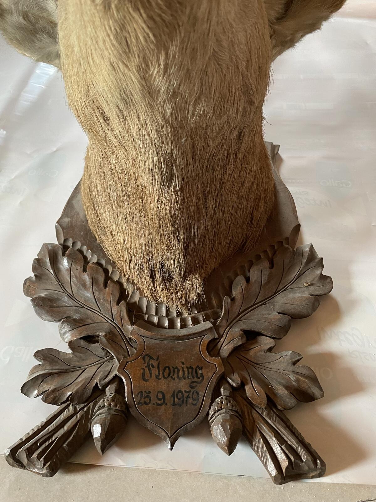 Präparierter Hirschkopf 3