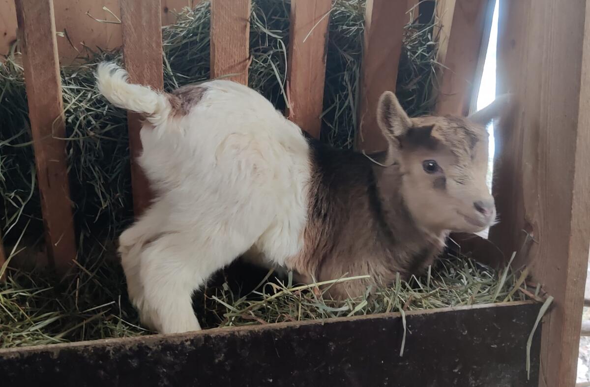 Entzückendes Zwergziegenböckchen 2