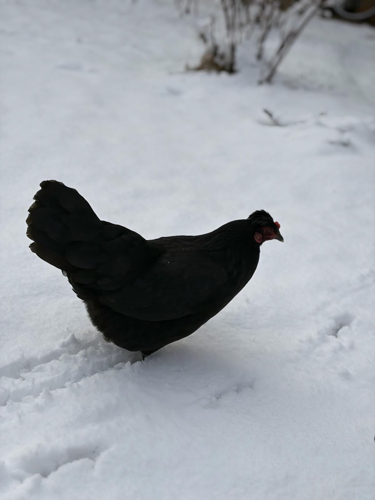 Hahn mit 2 Hühnern zu verkaufen 2