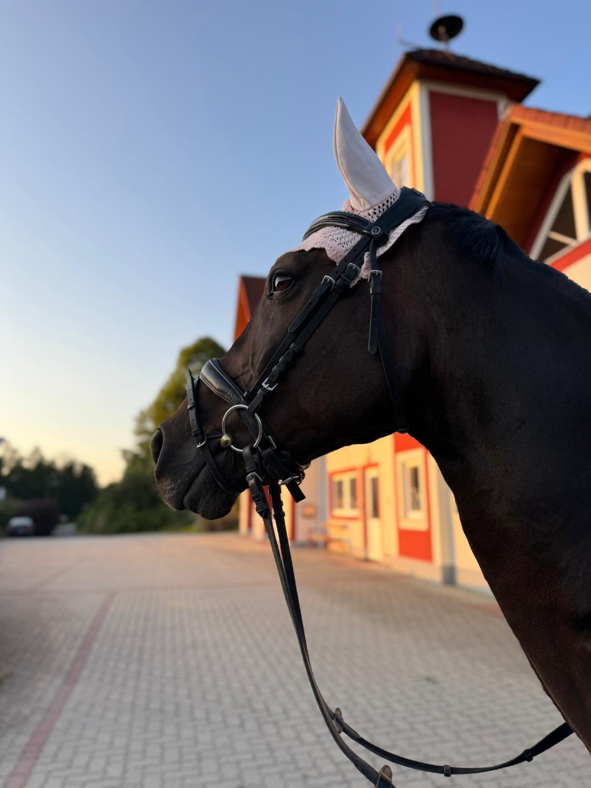 Deutsches Sportpferd 3