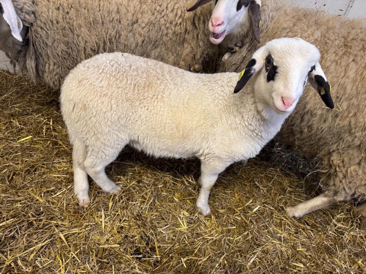 Widderlamm Kärntner Brillenschaf 2