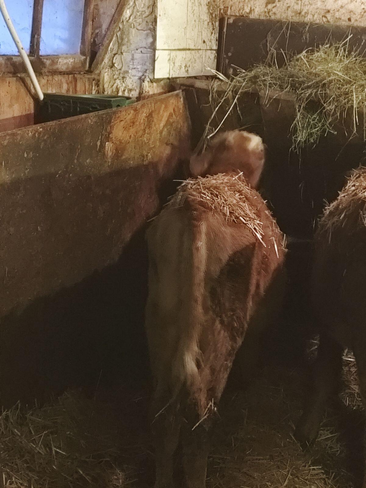 Fleck Ochse 4 Monate 2