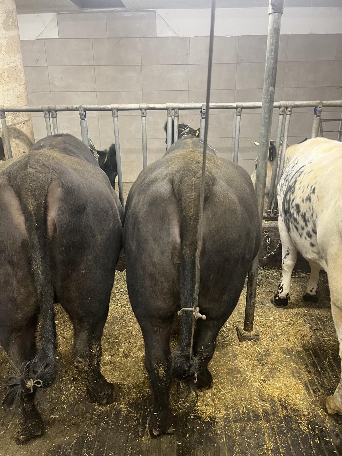 Angus Bio Kalbinnen 2