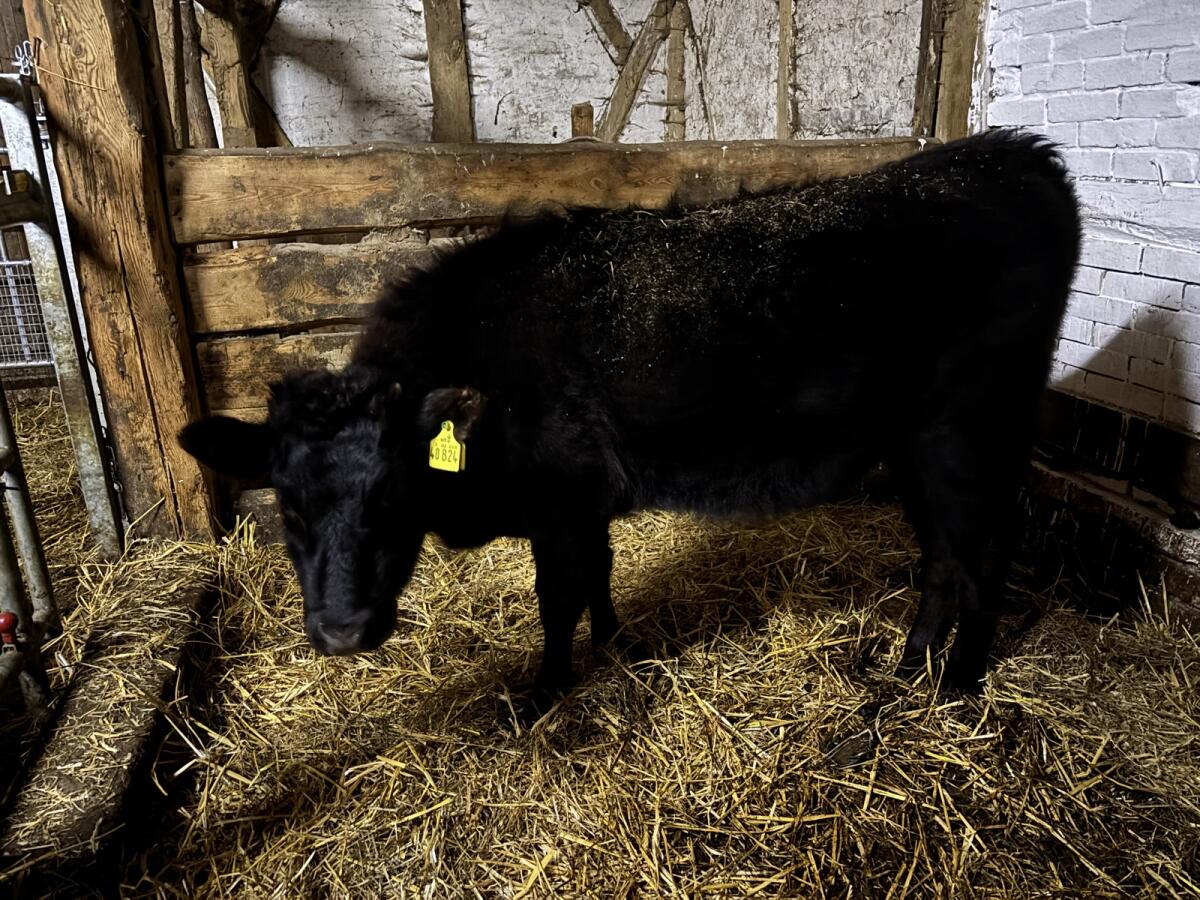 Wagyu weibliches Jungzuchtrind Herdbuch Fullblood 100 % 3