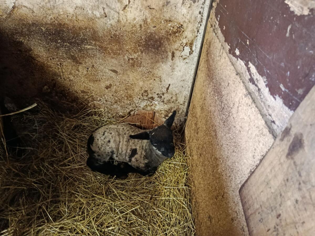 Shropshire Lämmer 3