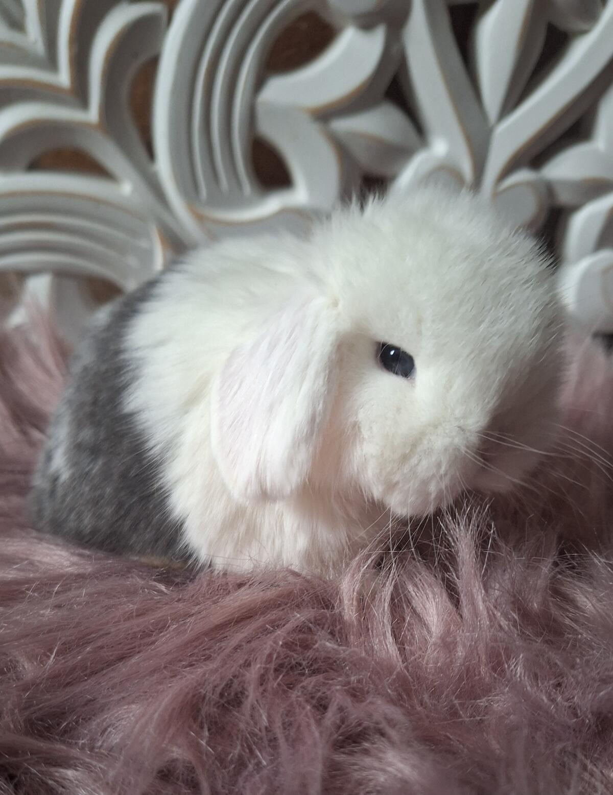 Zutrauliche Mini Lop Babys, Zwergkaninchen, Zwergwidder, Min 2