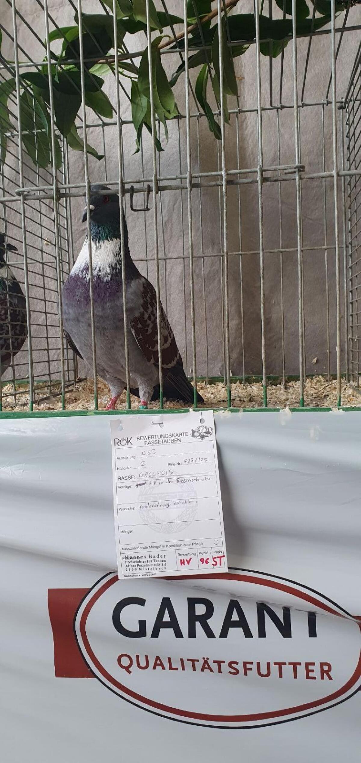 Cauchois Tauben zu verkaufen 2