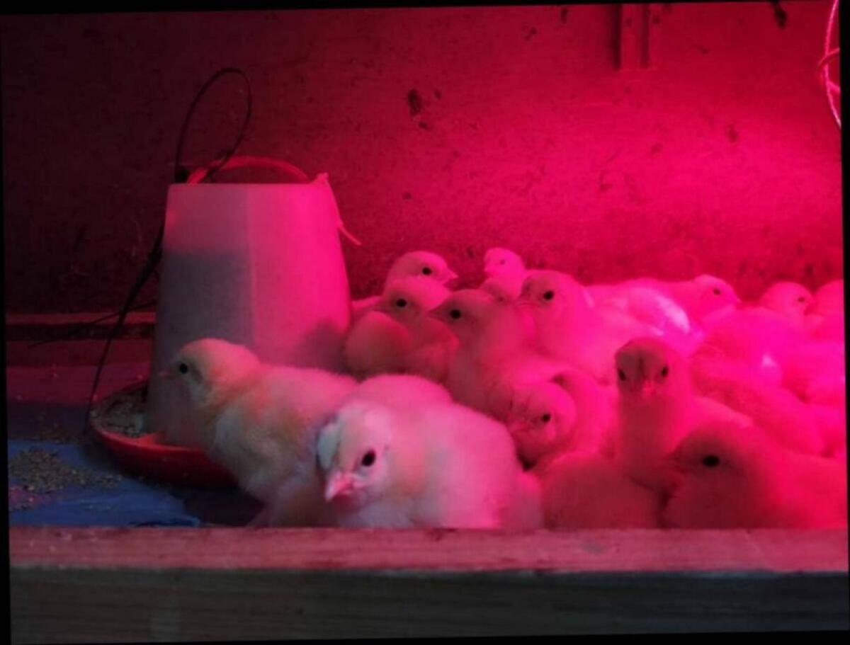 Pawlowskaja, Sundheimer, Marans 3