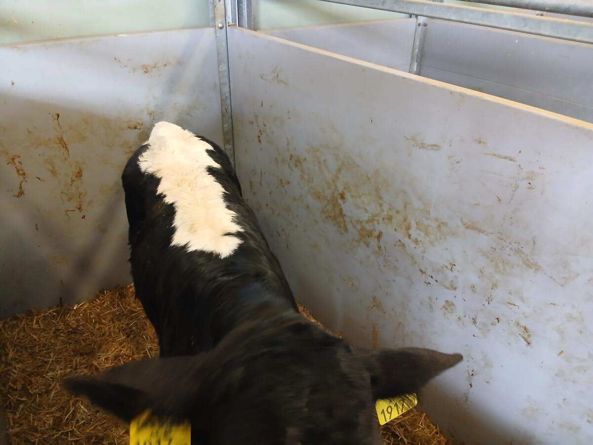 Bio Pi-Stierkälber 2