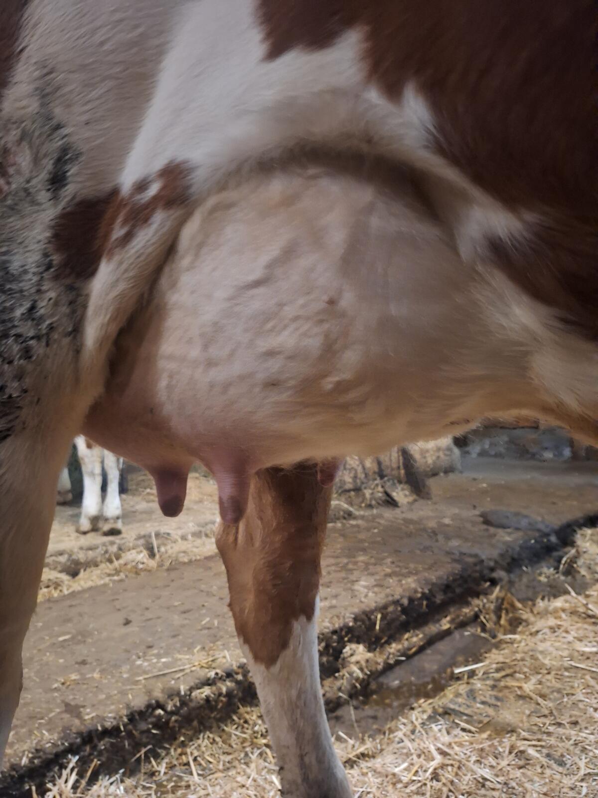 Verkaufe brave Erstlingskuh aus Aufzuchtbetrieb 2