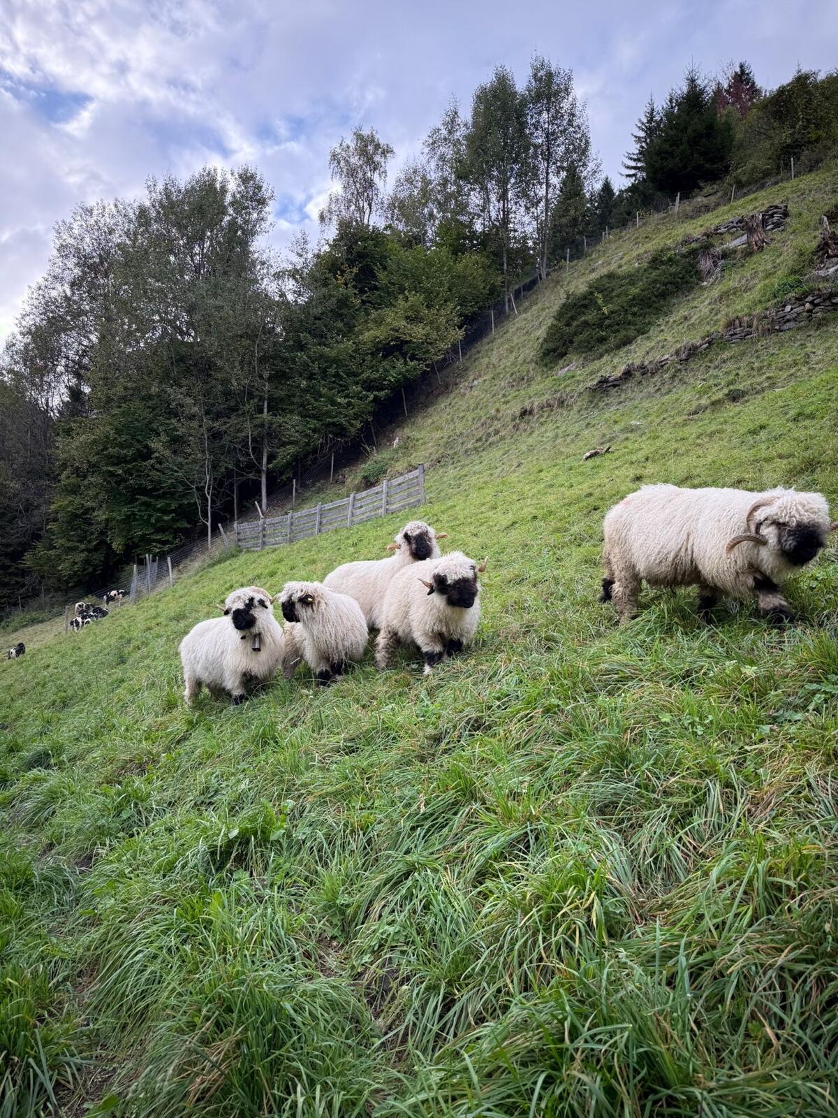 Walliser Schwarznasen 3