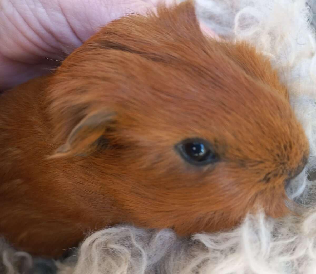 Meerschweinchen Männchen 2