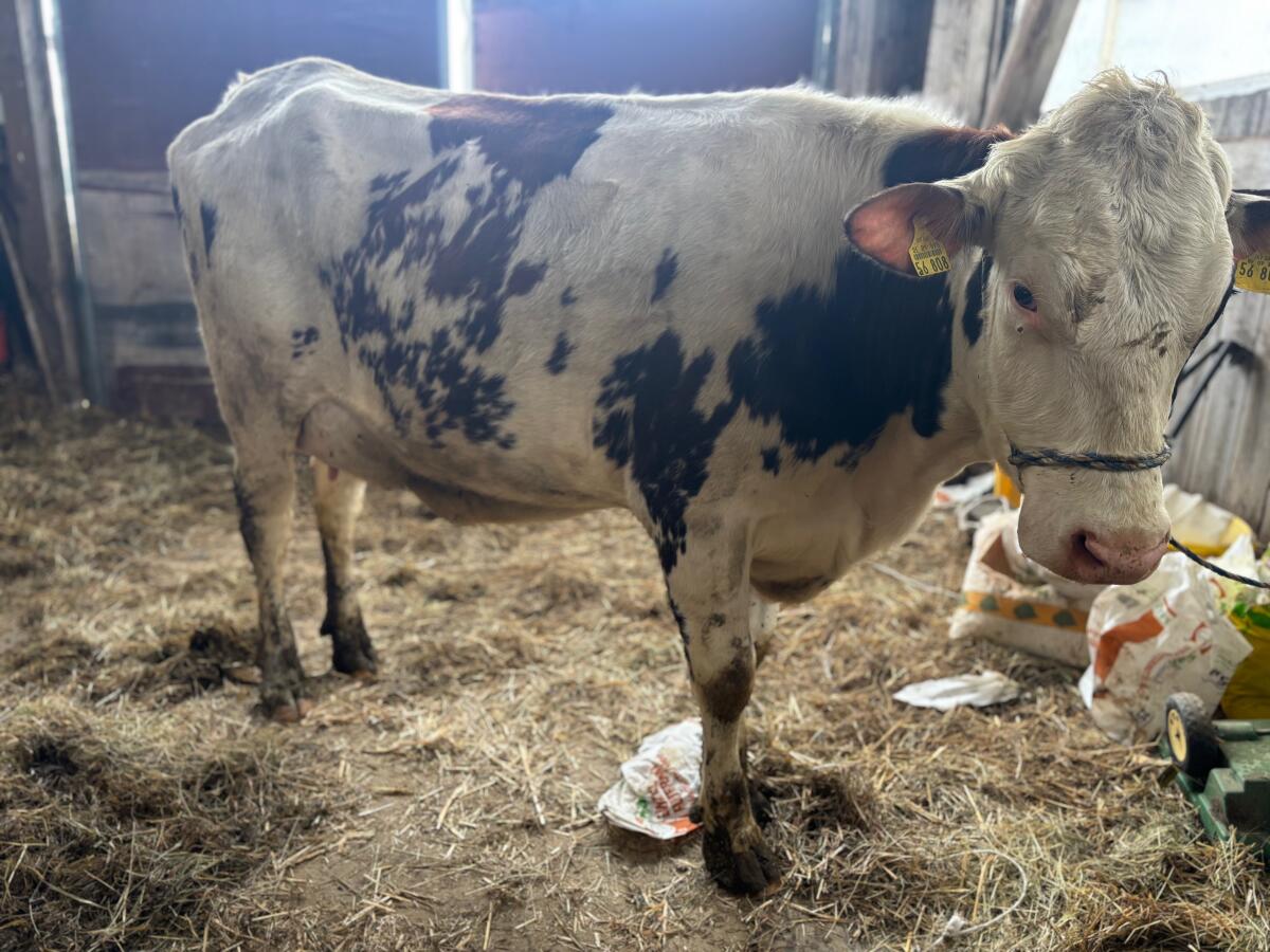 Bio Jungkuh - Rotbunt x Fleckvieh 3