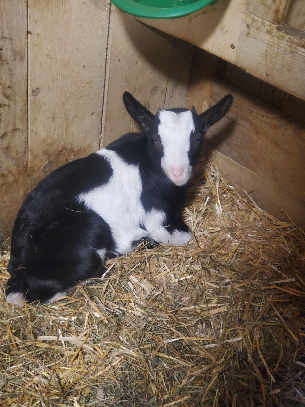 Tauernscheckenbock 3