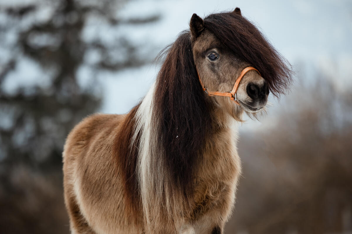 Deckhengst in Sonderfarbe Mushroomschecke Braun 3
