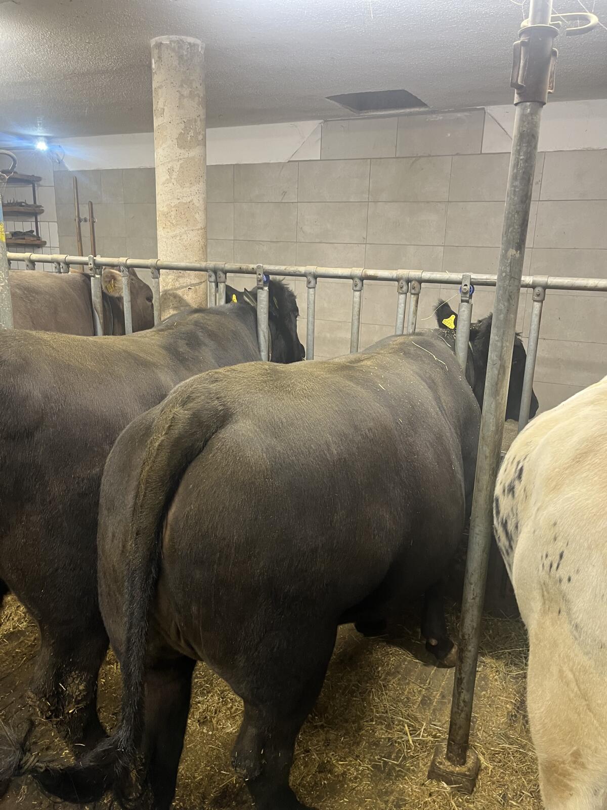 Angus Bio Kalbinnen 3