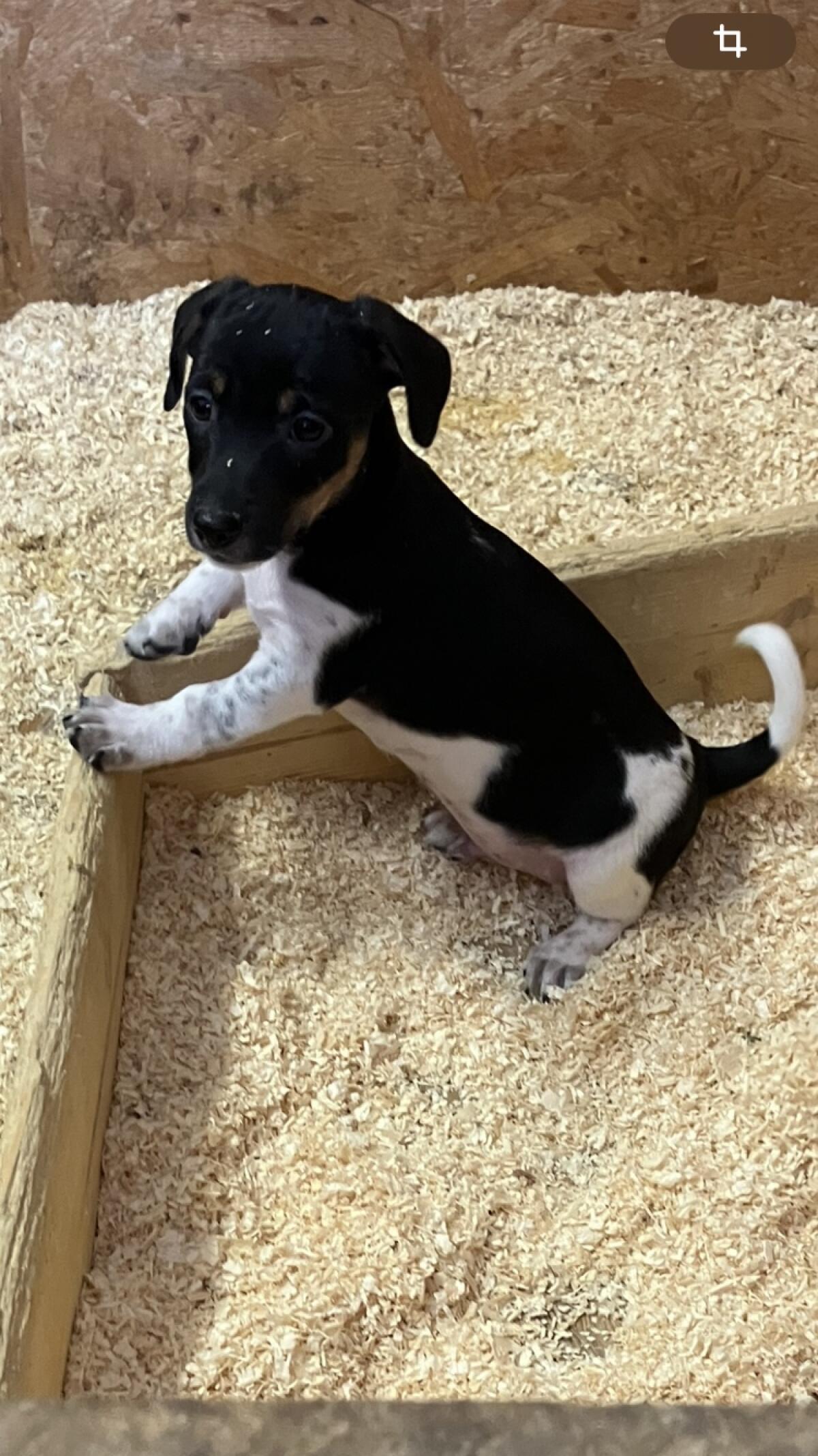 Jack Russell Terrier 2