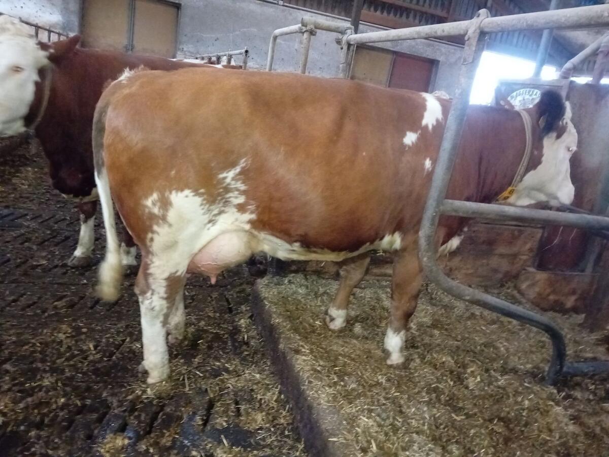 Trächtige Fleckvieh Erstlingskuh 3