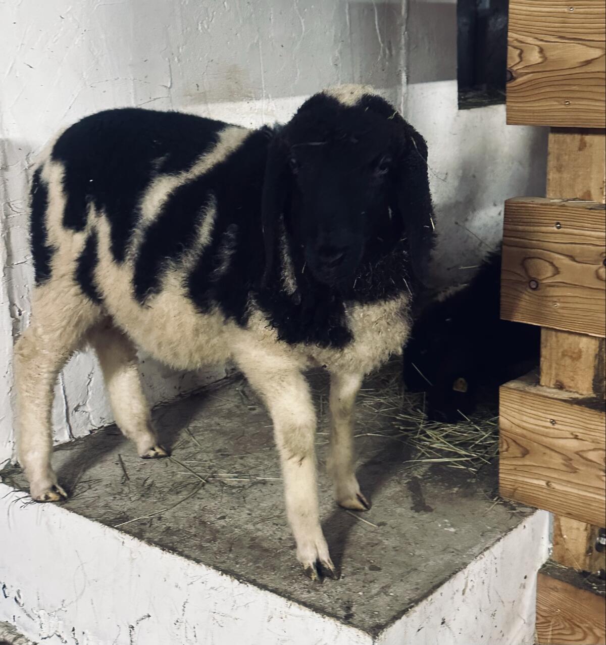 Gechecktes Bergschaf 3