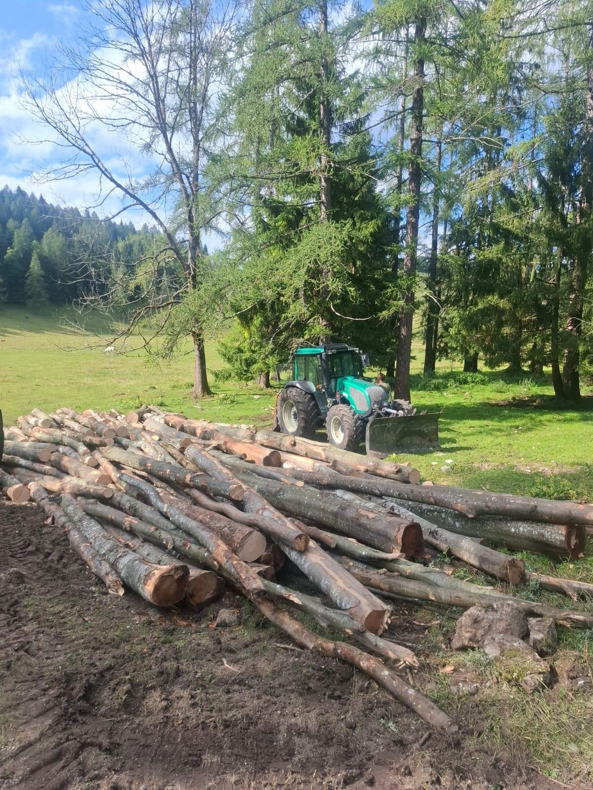 Holzschlägerung, Baumabtragung 2