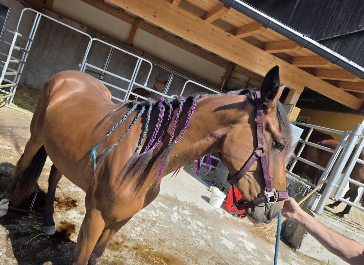 Deutsche Traberstute Happy Day Star 3