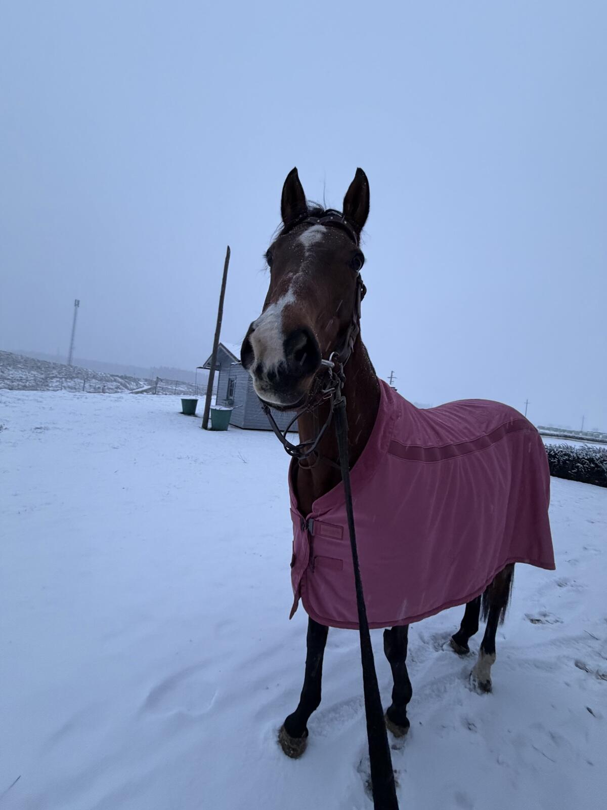 Verkaufspferd - Englische Vollblutstute Dragonheart xx 3