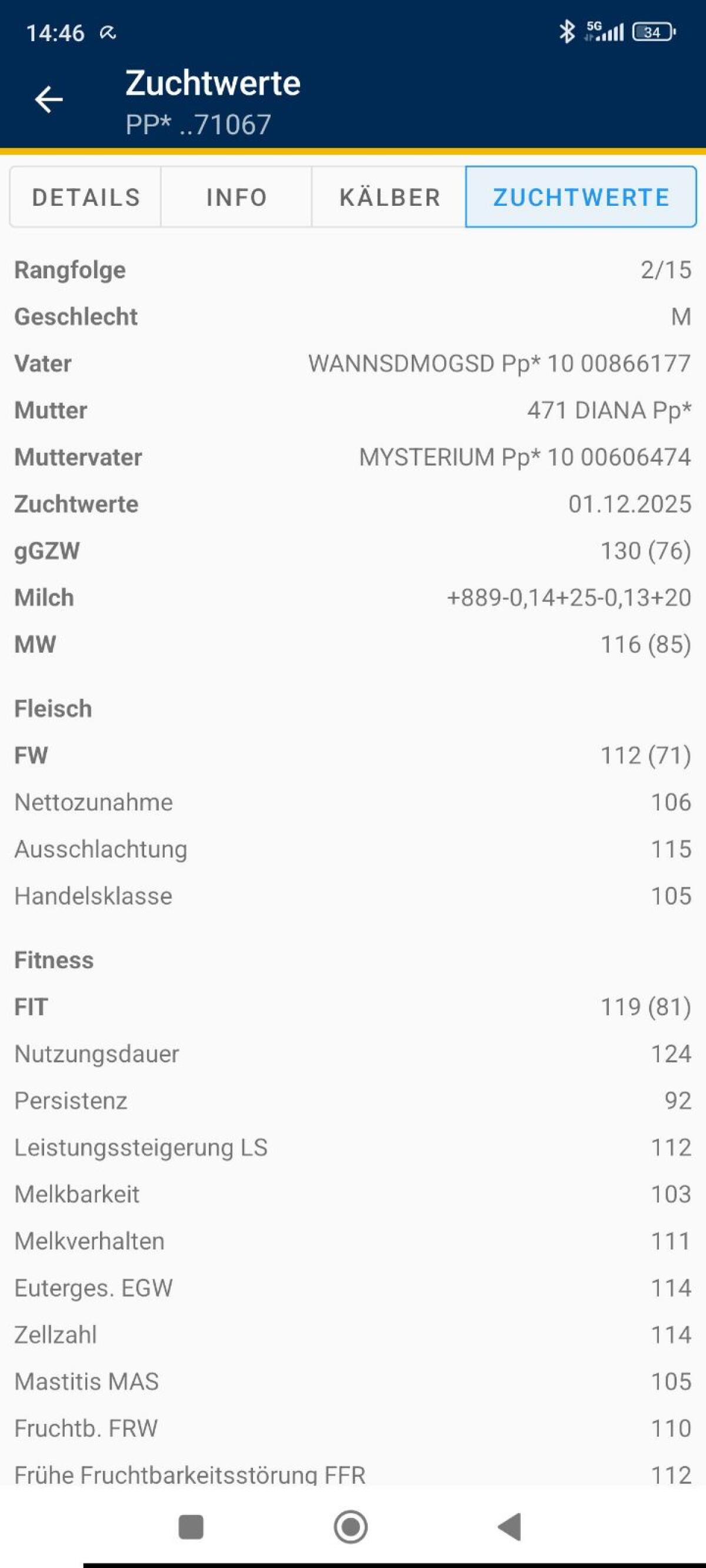 Reinerbig hornloser Sprungstier 3