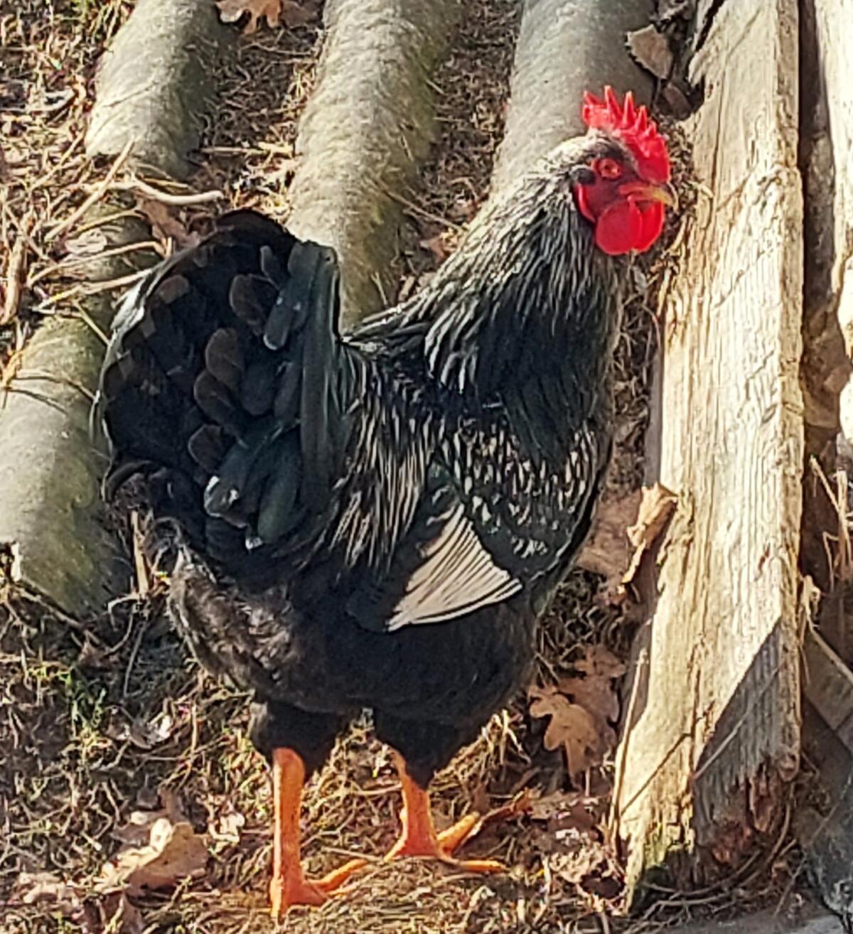 Reinrassige Sundheimer- und Barnevelder-Junghähne zu vergeben 3