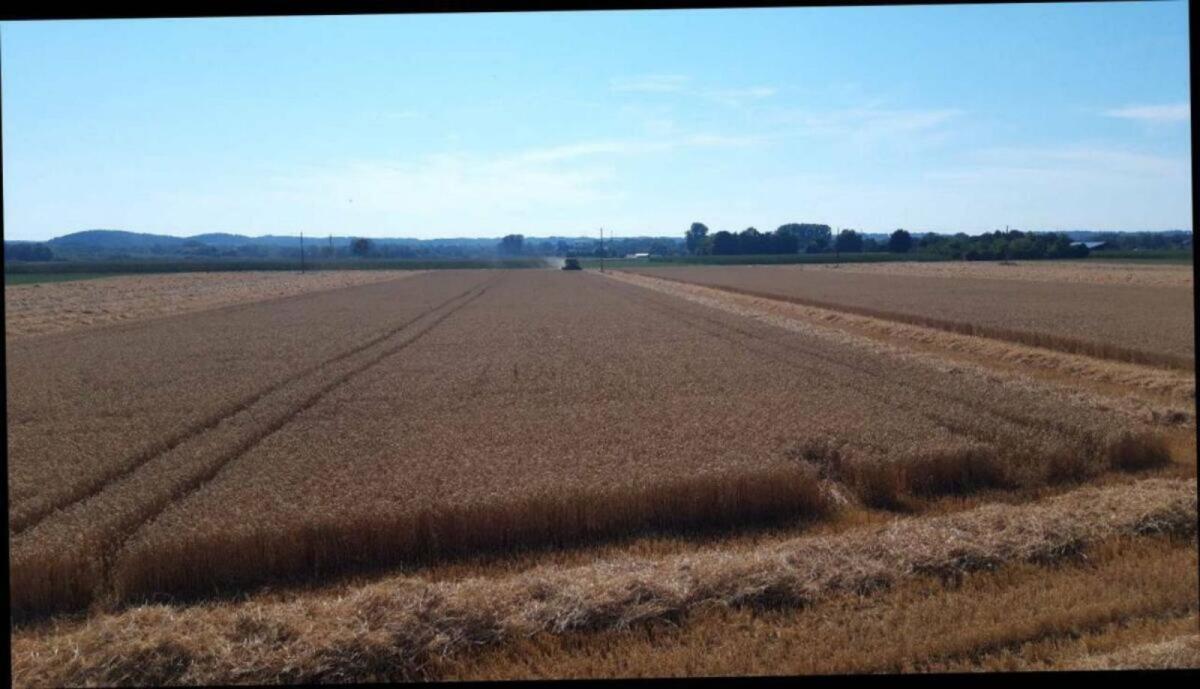 Weizen, Futterweizen 2