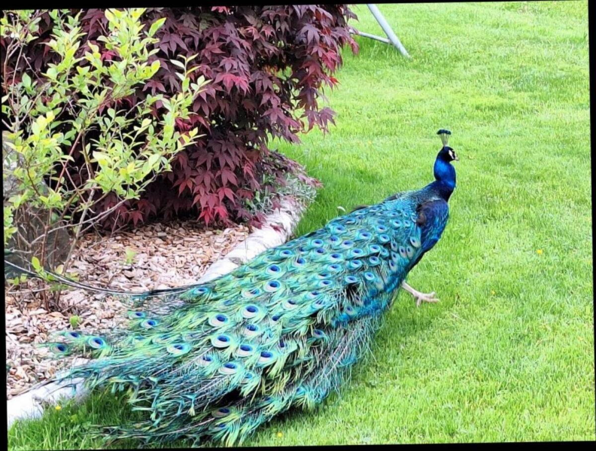 Schwarzflügel-Pfaue abzugeben 2