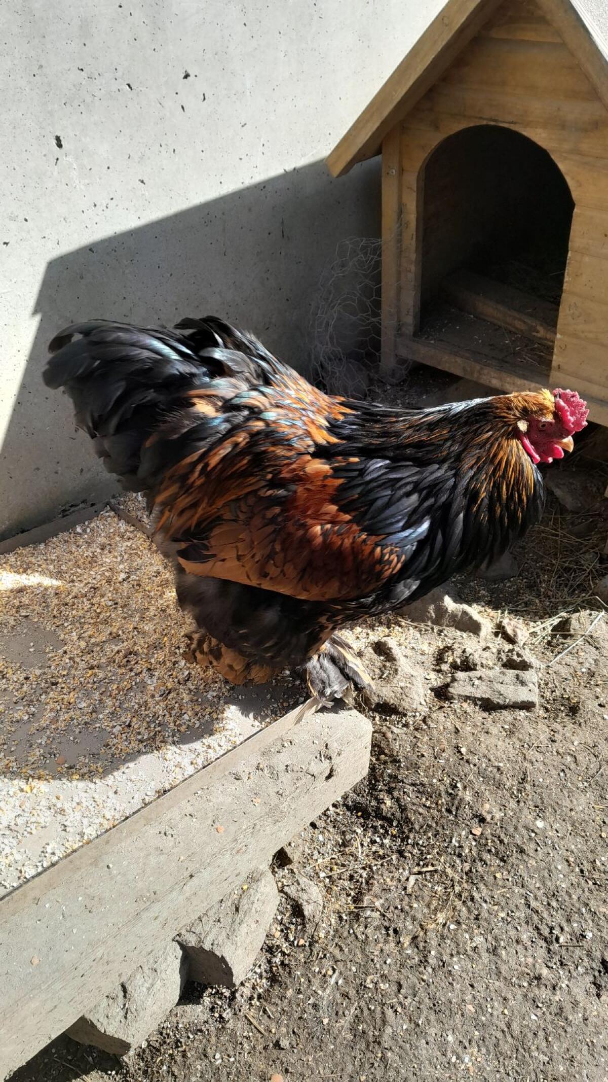 Brahmahahn zu verschenken 2