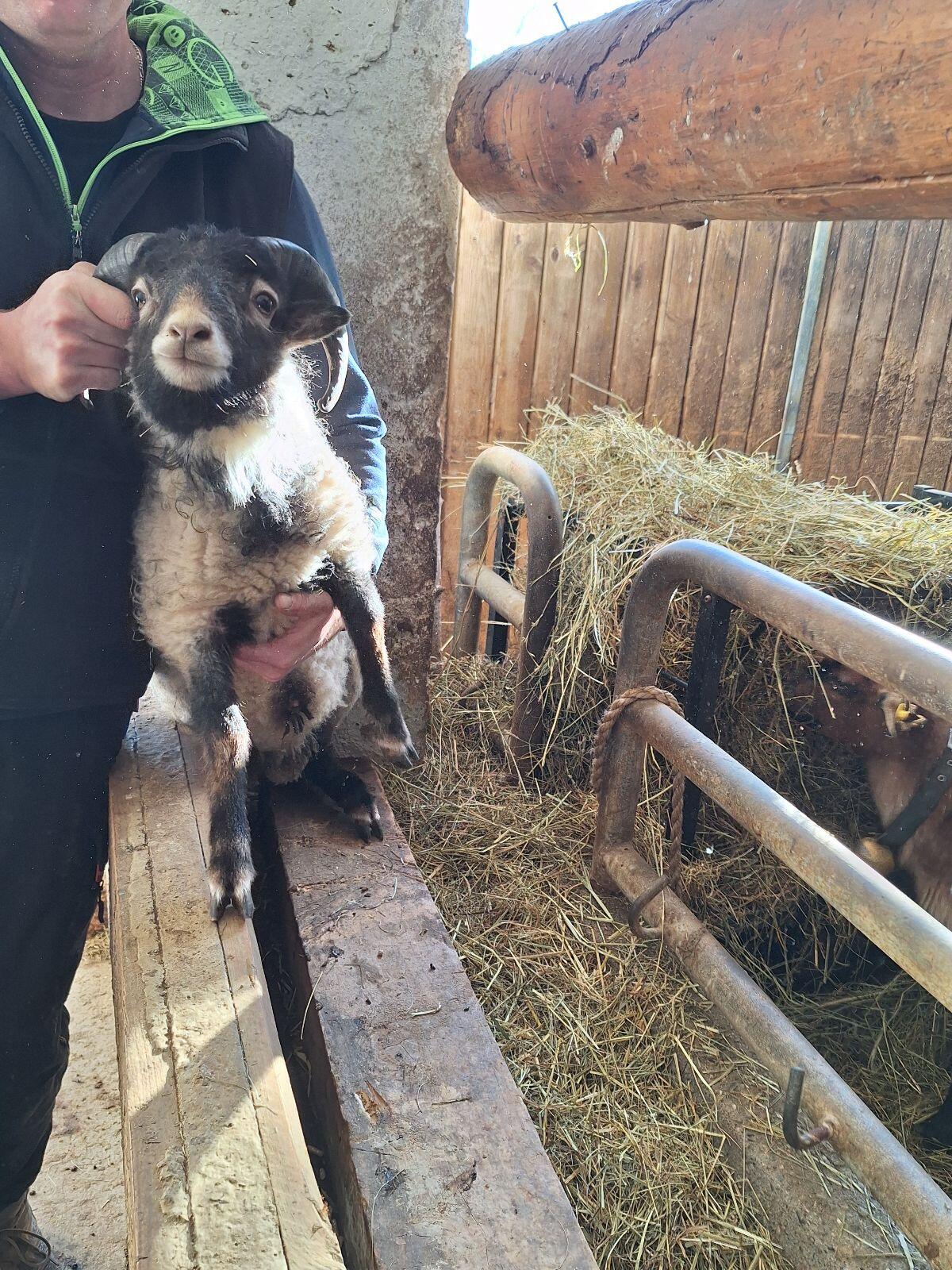 Quessant Schaf Widder 3