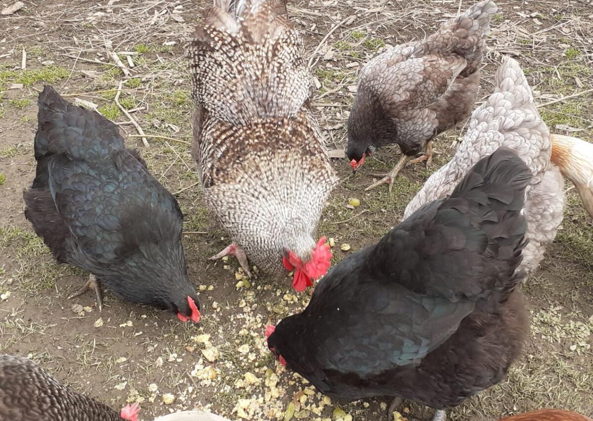 Rassemixlegehennen 3