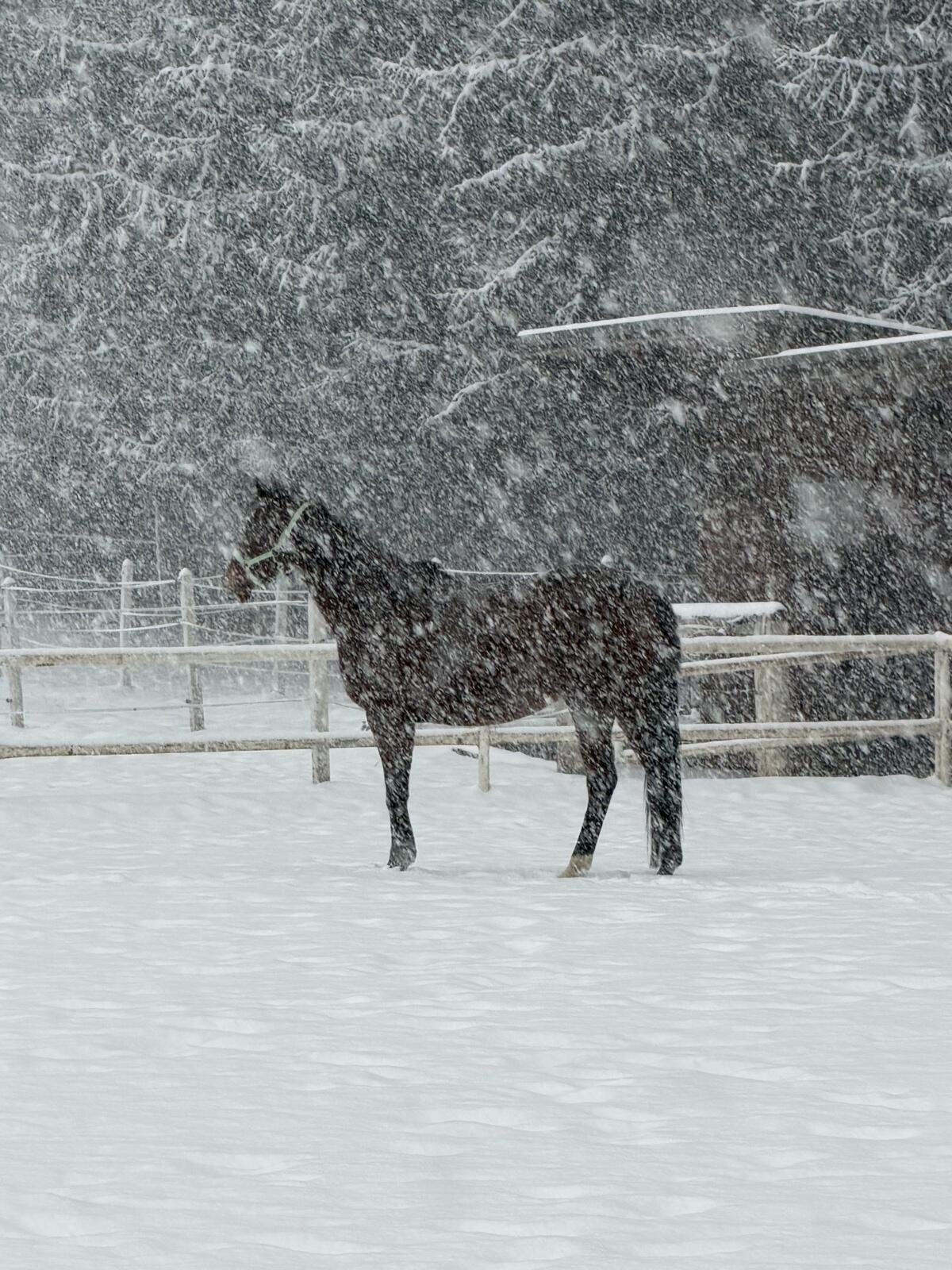 Verkaufspferd - Englische Vollblutstute Dragonheart xx 2