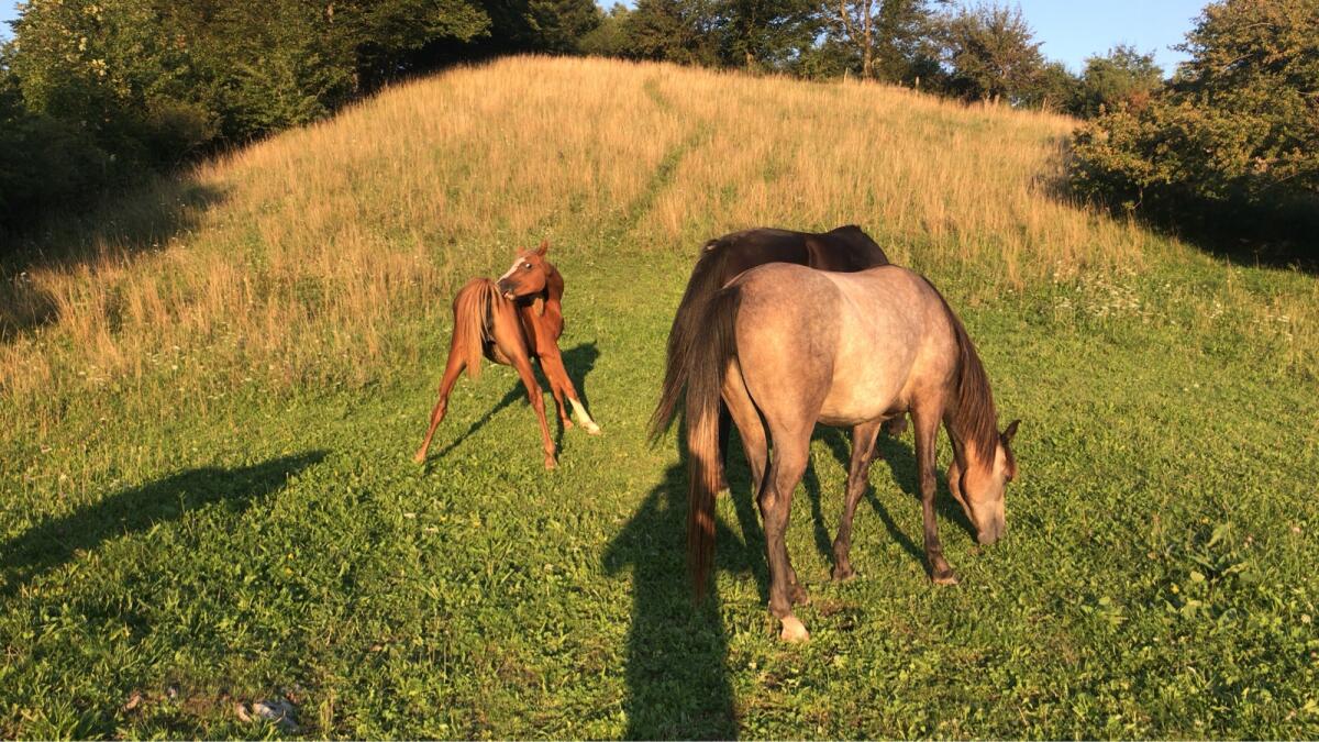 Aufzuchtplatz für Junghengste und Wallache 3