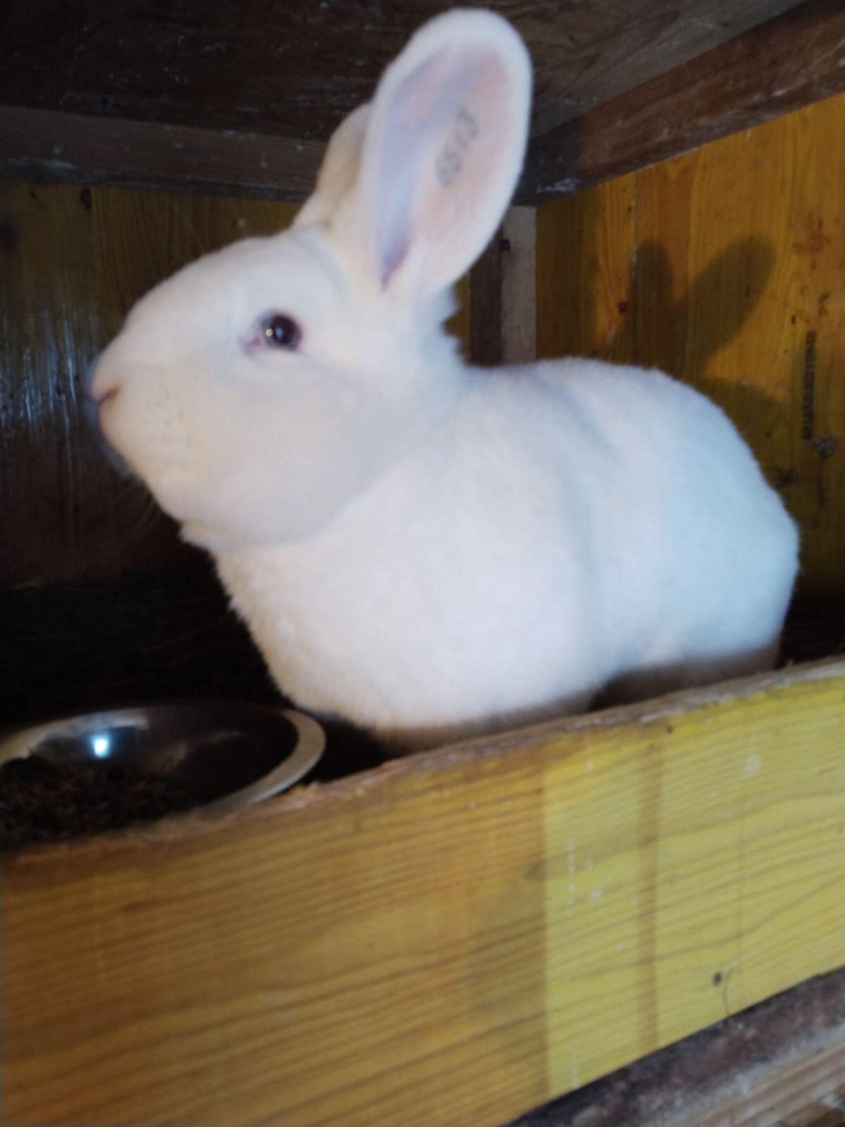 Weißer Wiener Rammler 2