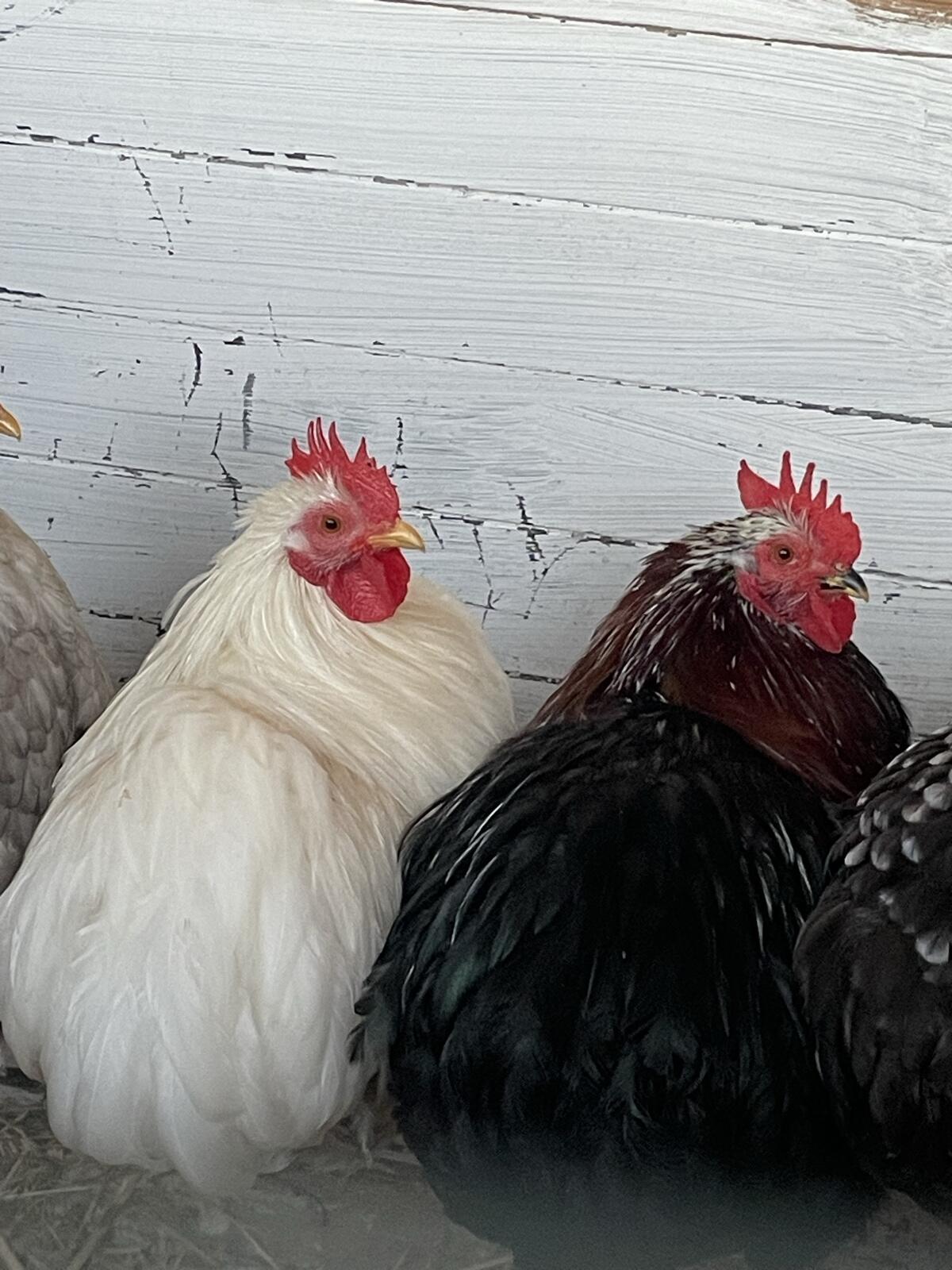 Zwerg Cochin Hähne 2