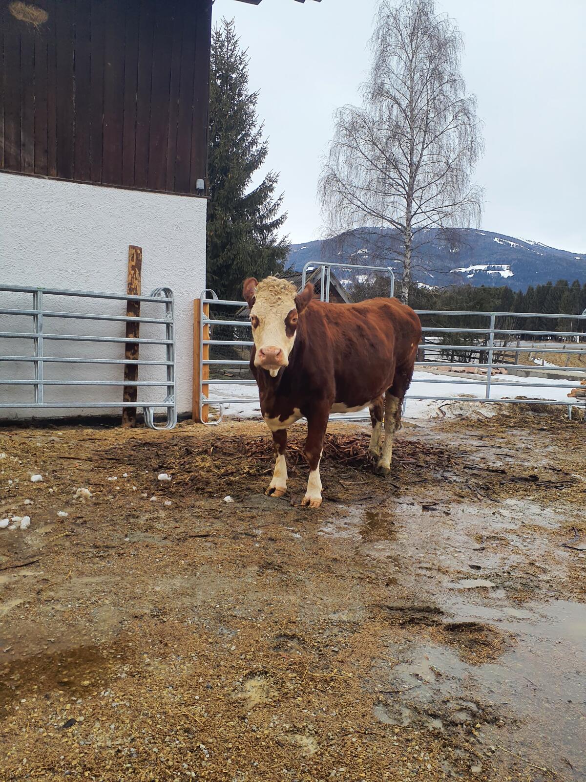 Trächtige Bio Heu Kuh 2