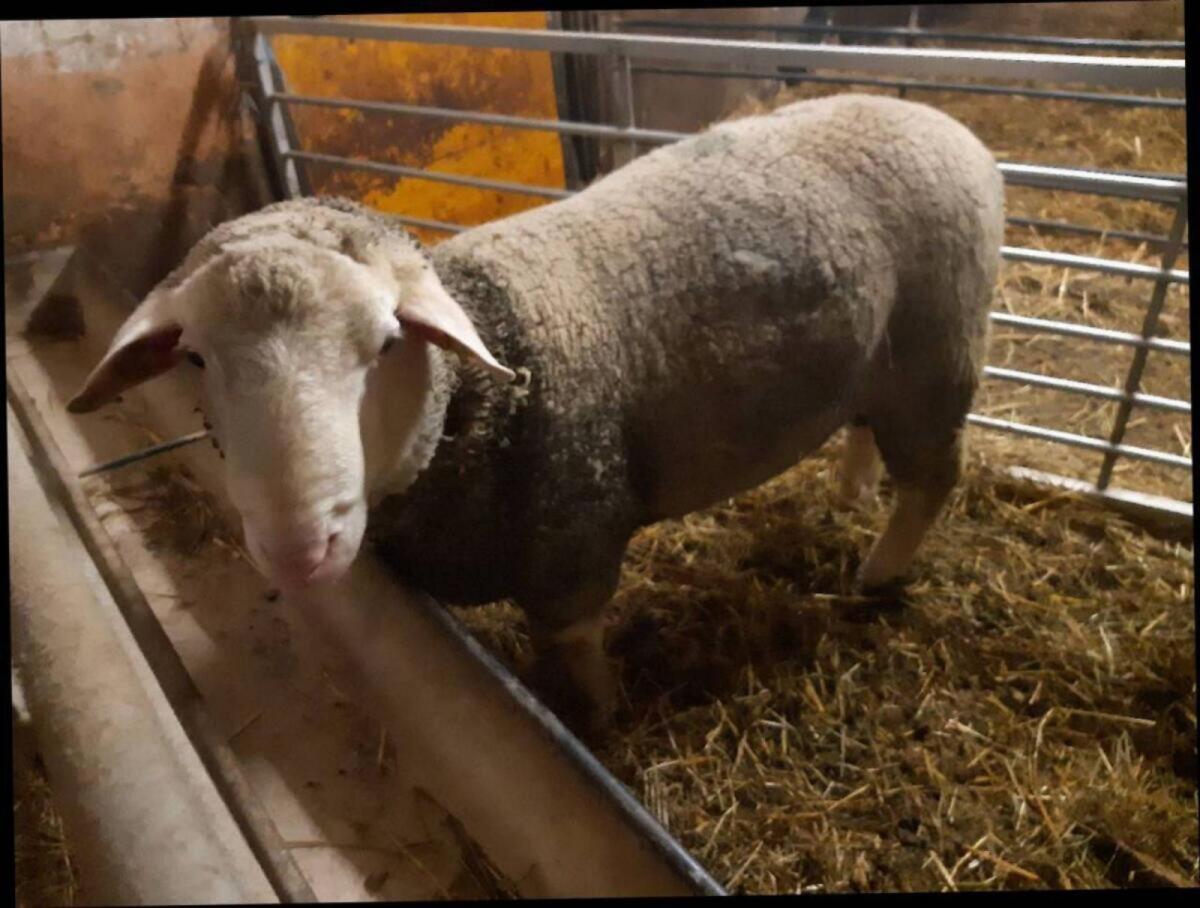 Merino Widder, Bock, 2b gekört 3