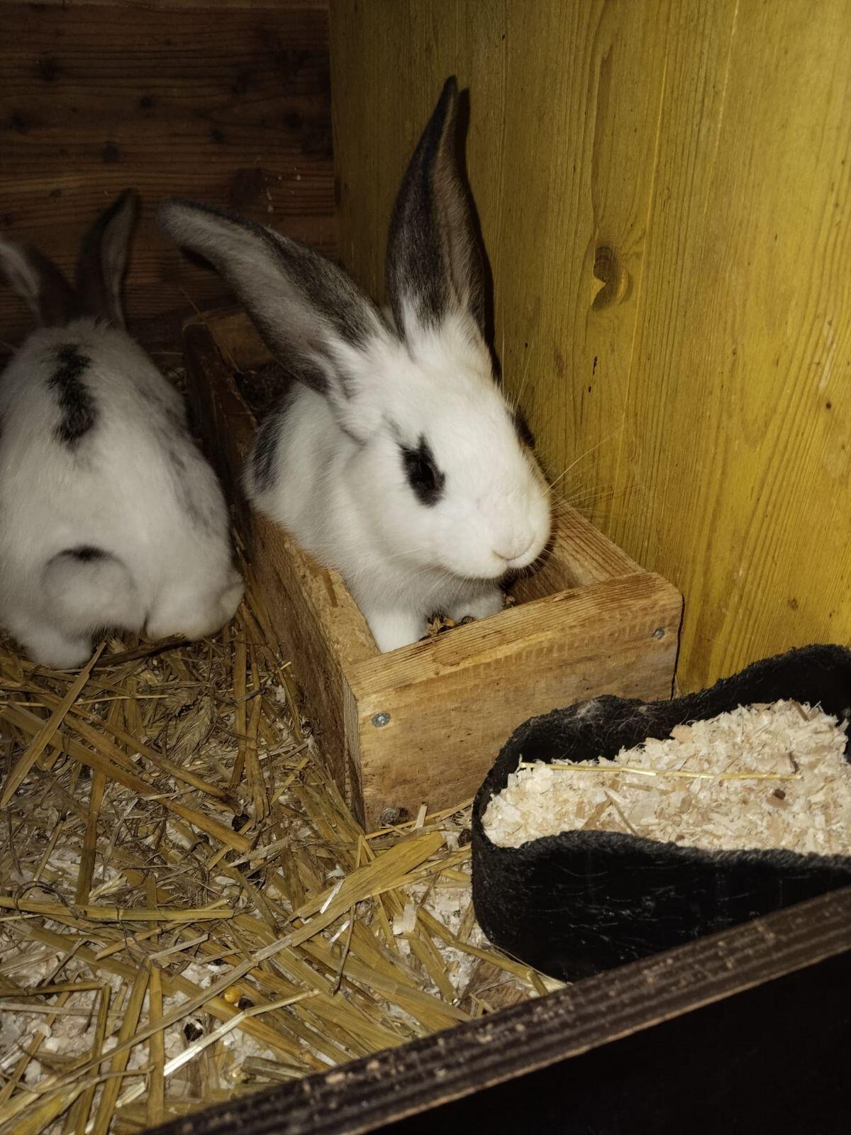 Weiße Riesenhasen 3