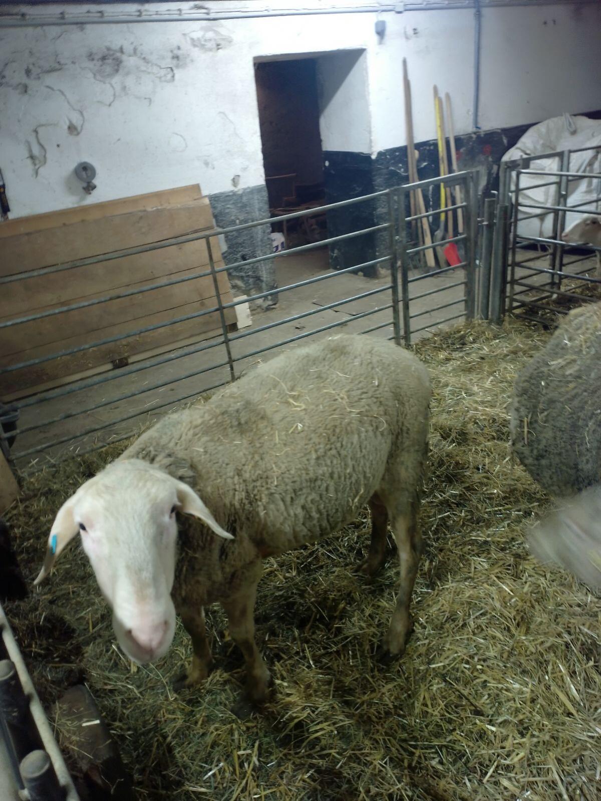 Reinrassiger Lacaune Zuchtwidder 3