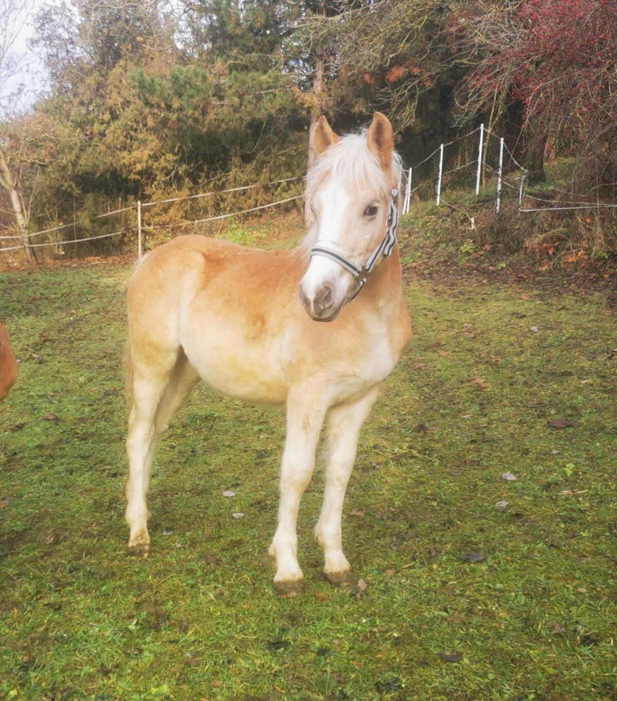 Haflingerhengstfohlen zu verkaufen 2